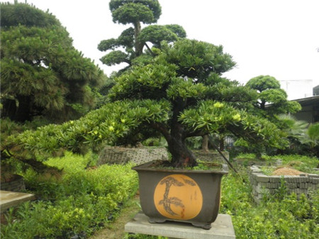 羅漢松盆景