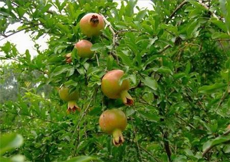 石榴樹(shù)圖片