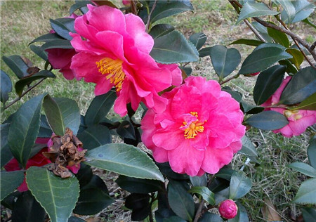 山茶花圖片