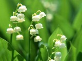 廣東種鈴蘭怎么養(yǎng)？廣東種鈴蘭的養(yǎng)殖方法和注意事項(xiàng)有哪些