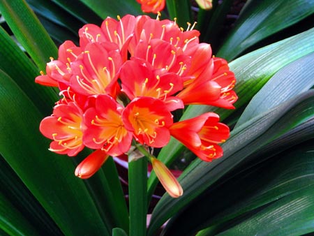 君子蘭開(kāi)花