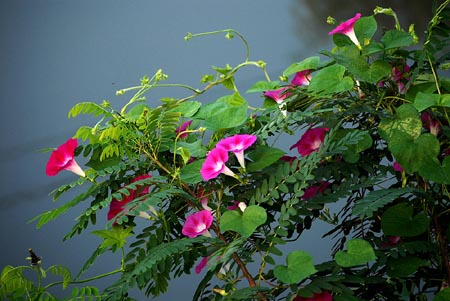 牽?；? width=