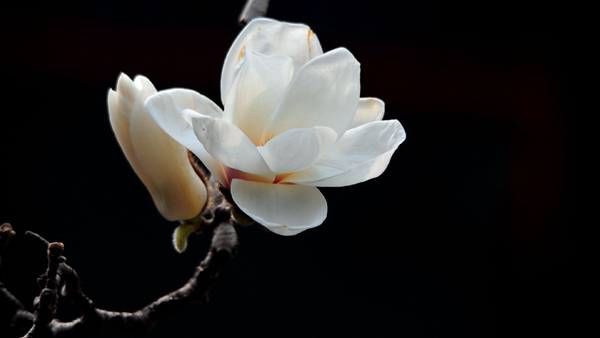 玉蘭花花語(yǔ)