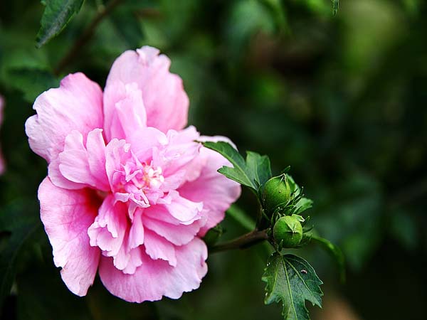 扶桑花圖片