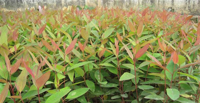 按樹(shù)苗