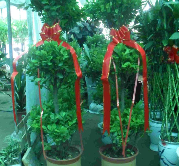 搖錢(qián)樹(shù)圖片