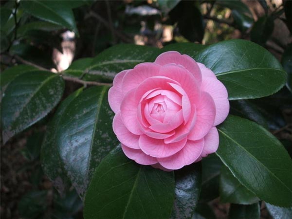 山茶花花語(yǔ)