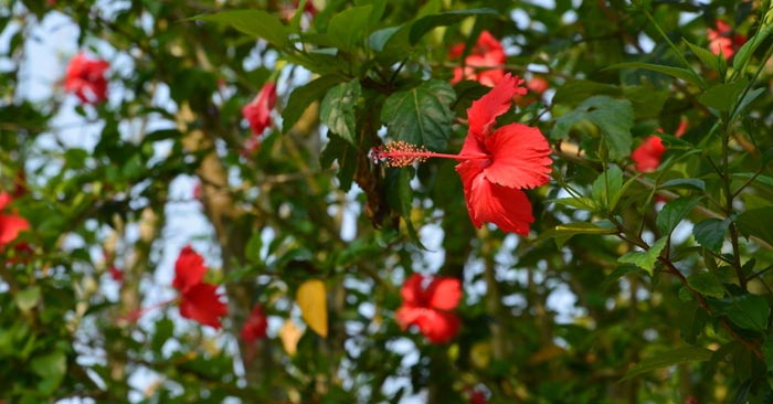 扶桑花