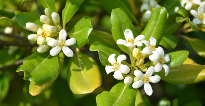 海桐開(kāi)花