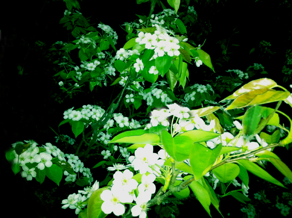 夜來(lái)香花期