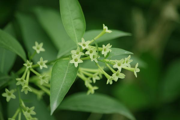 夜來(lái)香圖片