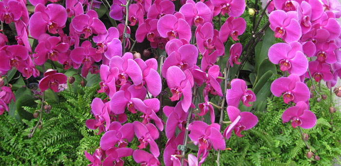 盆栽蝴蝶蘭什么時(shí)候開(kāi)花