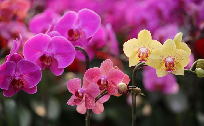 蝴蝶蘭花期時(shí)怎么養(yǎng)