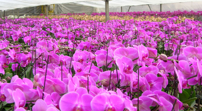 蝴蝶蘭開(kāi)花后怎么養(yǎng)殖