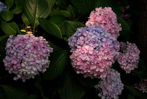 繡球花花語(yǔ)