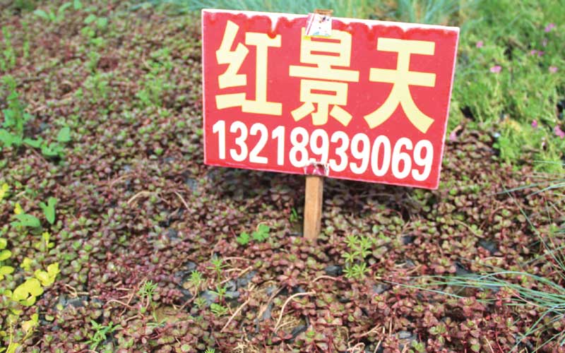 紅景天圖片