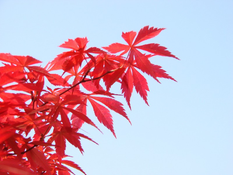 秋紅楓