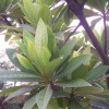 杜英小苗多少錢一棵？