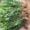 紅豆杉小苗多少錢一棵？