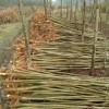 供應(yīng)3年生無患子小苗·3米無患子小苗·專供3公分無患子小苗