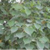 專供2公分烏桕小苗·2年生烏桕小苗·2米烏桕小苗