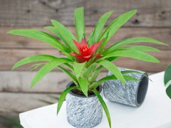 如何養(yǎng)花？五大常識教給你！