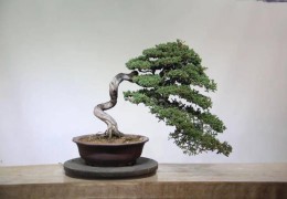 【盆景產(chǎn)業(yè)】揚(yáng)子晚報(bào)：沭陽盆景品牌亮了！