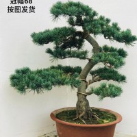 五針?biāo)膳杈埃ㄒ晃镆粌r）