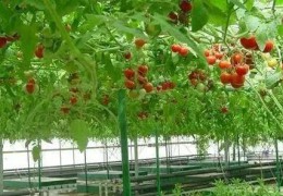 你真的懂智慧農(nóng)業(yè)嗎？智慧農(nóng)業(yè)≠智慧應(yīng)用于農(nóng)業(yè)
