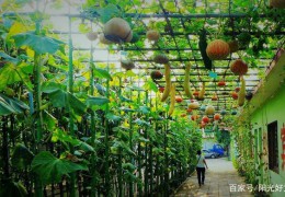 休閑農(nóng)業(yè)的主要開發(fā)模式有哪些？