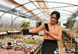 江蘇沭陽：美麗花鄉(xiāng)綻放“美麗經(jīng)濟”特色花卉產(chǎn)業(yè)助力鄉(xiāng)村振興