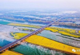 2022秋季苗木行情如何？看看專家怎么說