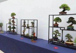 申辦成功！2023年國(guó)際盆景大展將在沭陽舉辦