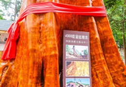 一棵金絲楠樹能值2.5億？樹苗才12元，為什么沒人去種呢？