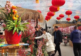 年宵季將至，青州花卉市場表現(xiàn)如何？