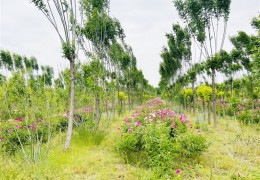 山東林下經(jīng)濟年產(chǎn)值超百億元