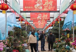 2024沭陽年宵花市場逐漸火熱！