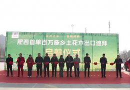 安徽合肥：百萬株苗木出口迪拜