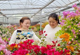 [上游新聞]江蘇沭陽：看鮮花產(chǎn)業(yè)如何激活區(qū)域發(fā)展