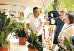 吉林長春舉辦君子蘭文化主題展
